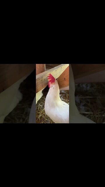 Our first #eggs #chickens #homestead