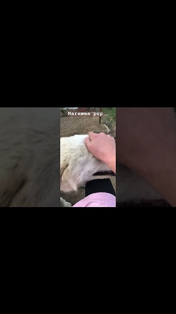 Dog’s reaction to hearing his name #maremma