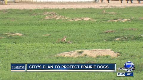 To kill or not to kill? Battle over the future of prairie dogs heats up in Longmont
