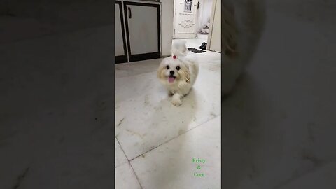 kristy & coco #dog #shortvideo #dogslover #funnyvideo #shihtzu #cutedog #chaleyasong #subscribe