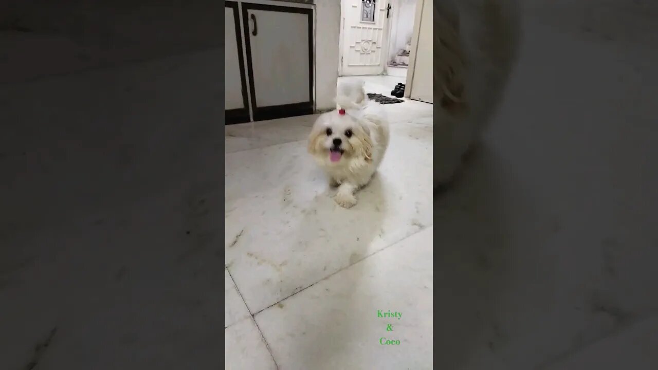 kristy & coco #dog #shortvideo #dogslover #funnyvideo #shihtzu #cutedog #chaleyasong #subscribe