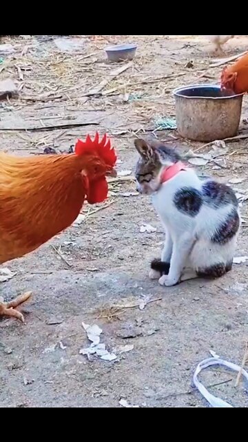 Funny Cat & Hen fight / Amazing funny videos #rumbleshorts video