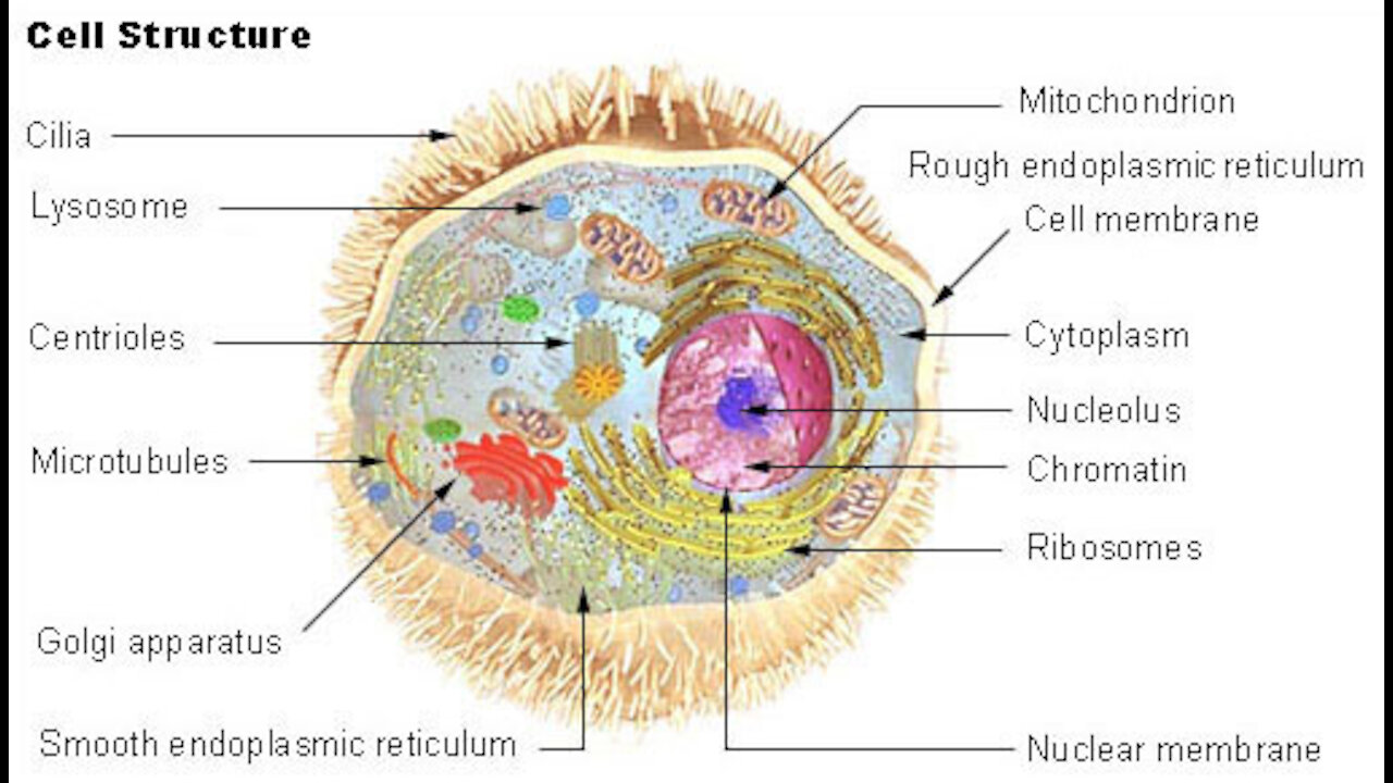 Biology | Cell Structure