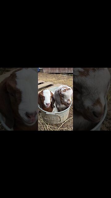 Baby Goats in a Bucket #babygoats #homestead #babygoat #farmlife #farmhouse #goatmilksoap