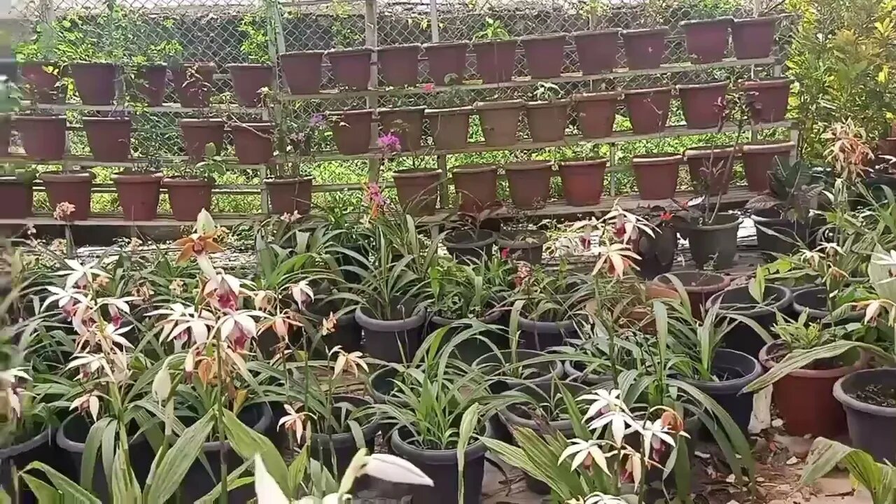 Orchid garden in ooty