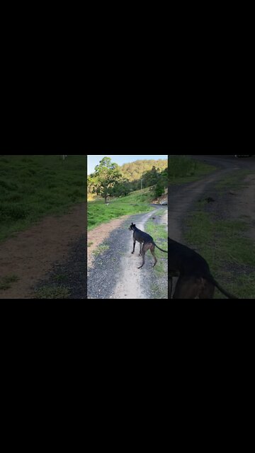 Disabled greyhound walking down the road