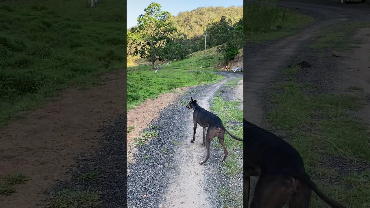 Disabled greyhound walking down the road