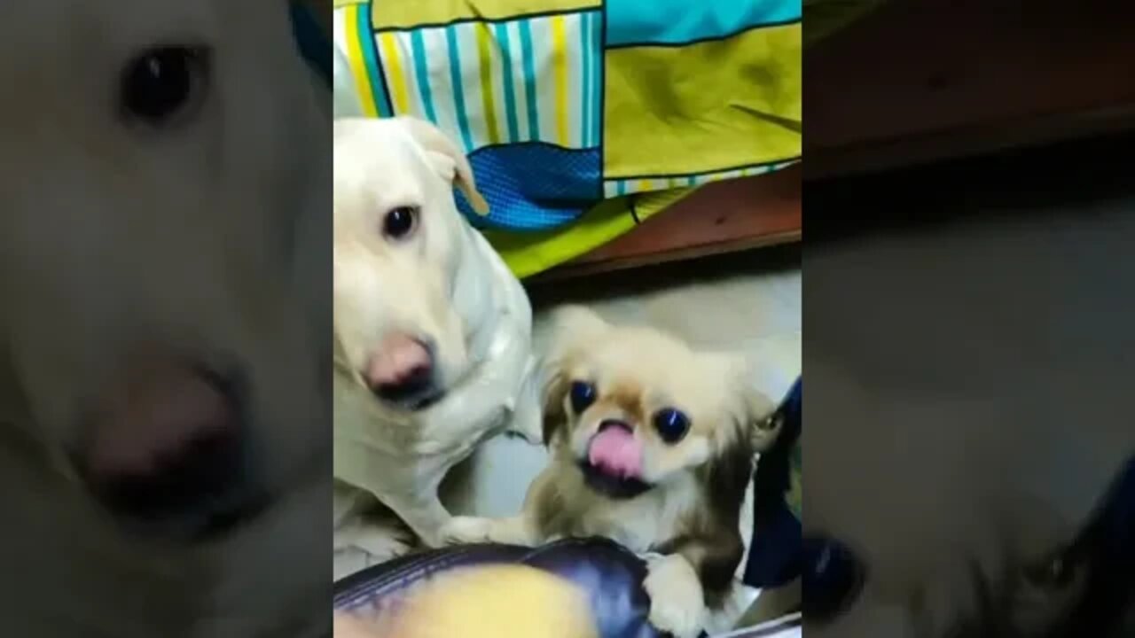 cute puppies cute | puppy videos | cute puppies shorts 5 | short vlogs 🐕#shorts #viral #shortvlog