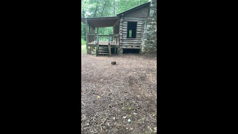 abandon house in the middle of jungle