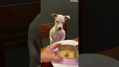 أحذر غضب الكلاب