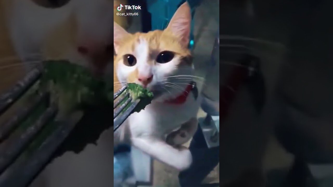 🐈🐈FUNNY CAT VIDEO🐈🐈 HAHAHAHAHAH🐱🐱 -PART-15 | 2021 | WOW🐱🐈🐱