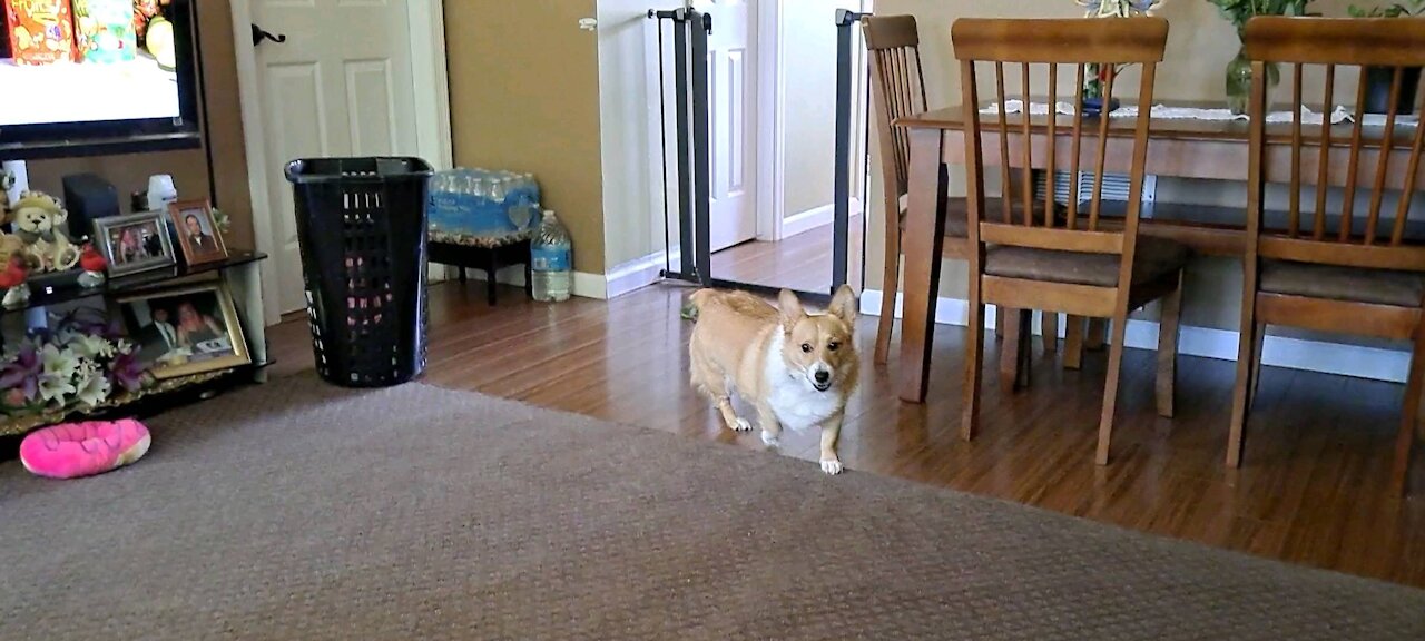 Just another corgi day