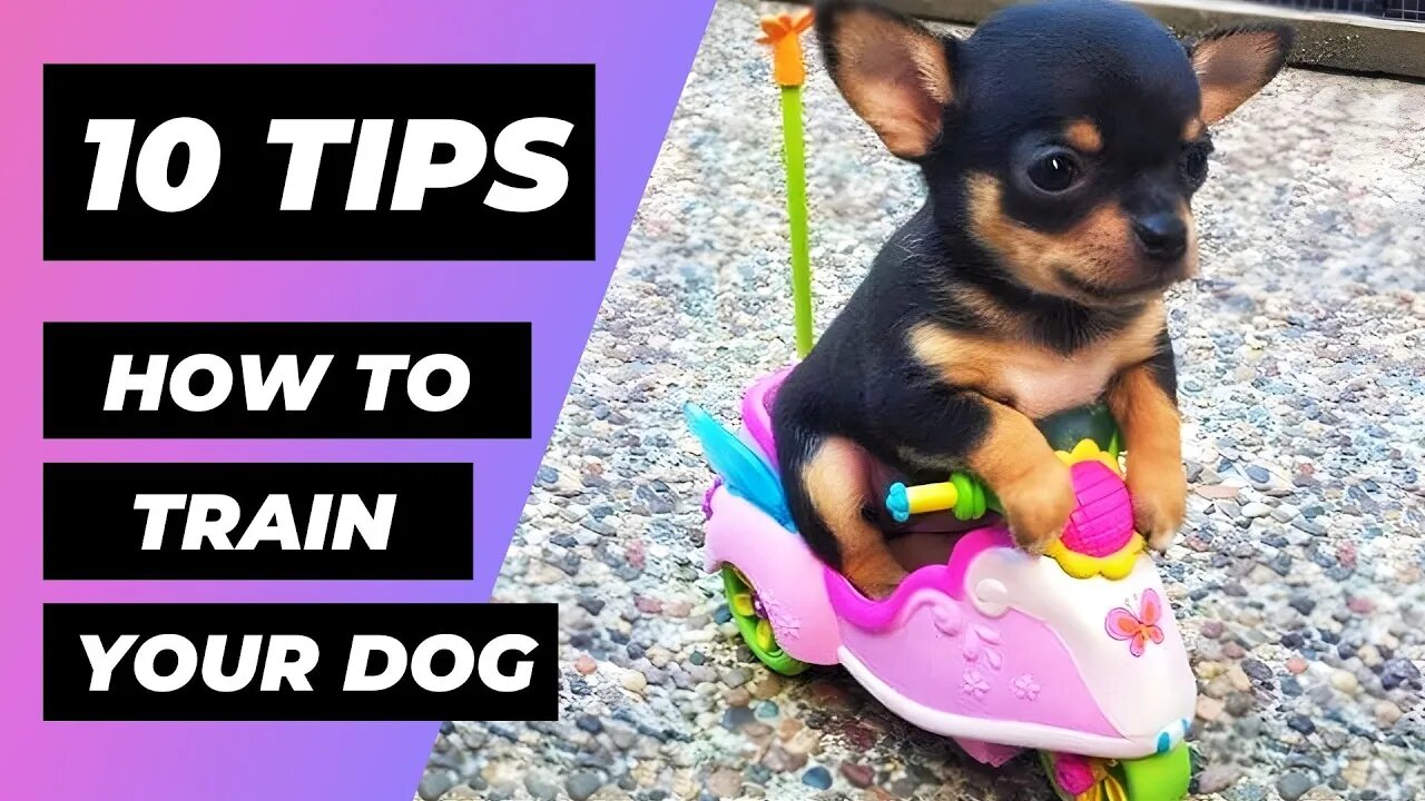 TOP 10 MISTAKES You Should Avoid TRAINING Your Dog | 1 Minute Animals