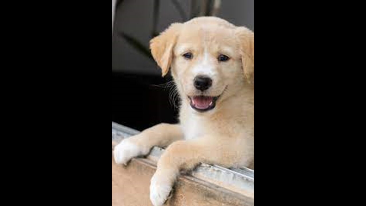 Just Fun Pets