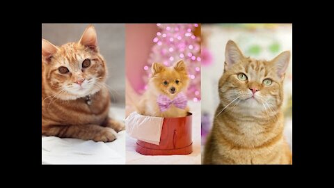 Cute And Funny Pets Try Not To Laugh To These Pets Compilation 9 @anupctg