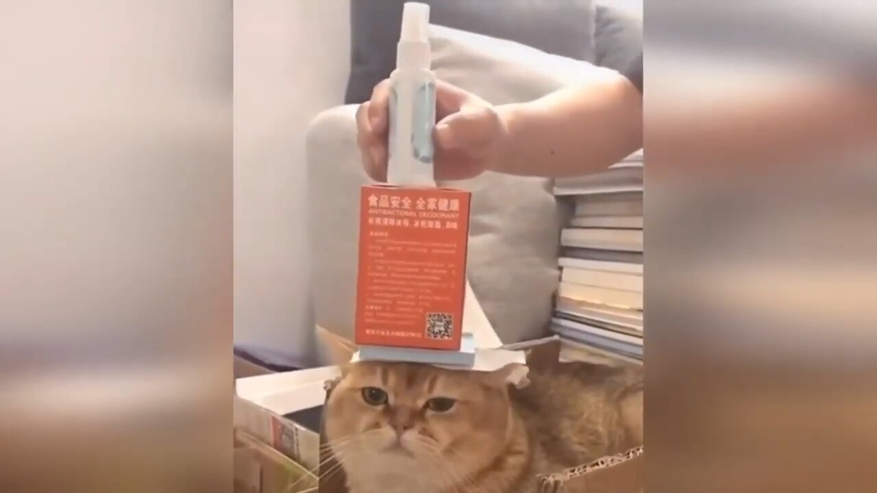 Funny Animal’s moment Part 8
