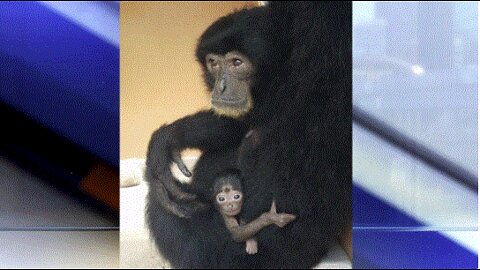 Baby siamang born at Palm Beach Zoo