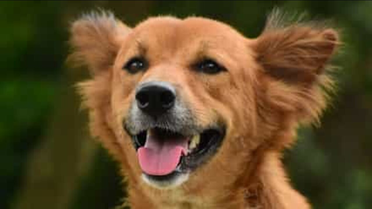 Cão corre na estrada com caixa de lixo preso a ele!