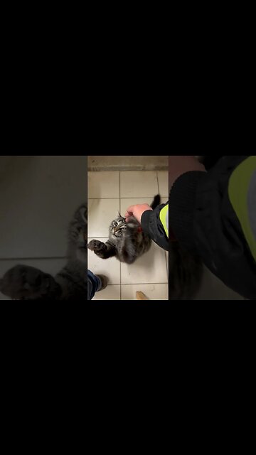 This beautiful cat loves to play #cat #cats #catlover