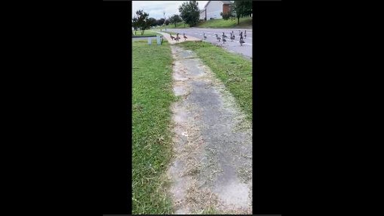 Canadian Geese visit Princess