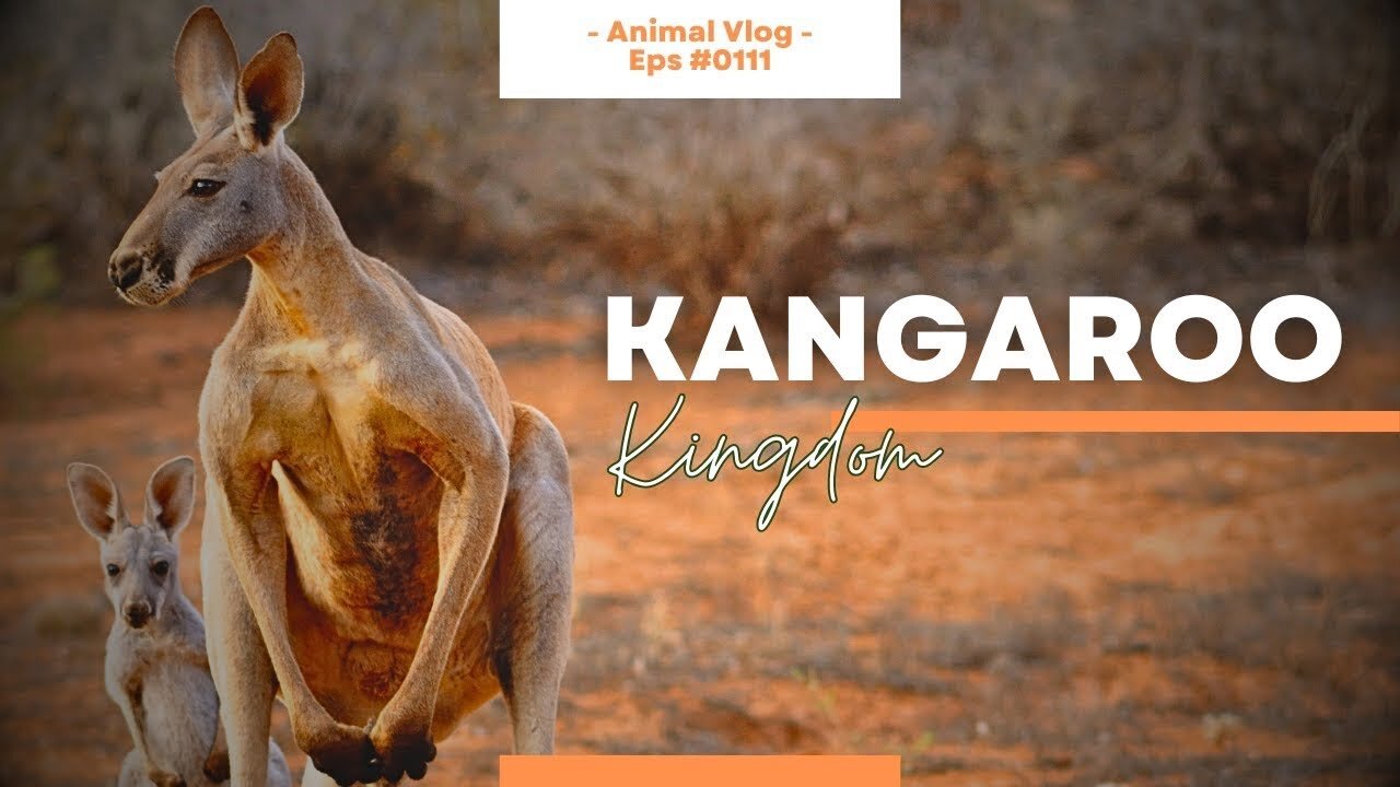 Kangaroo Kingdom 🦘💫🌏 A Video Compilation of God's Bouncing Marsupials