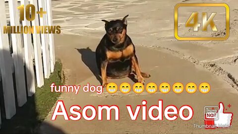 Funny dog in..asom❤️❤️❤️❤️❤️❤️❤️❤️❤️❤️❤️❤️❤️❤️❤️👇🥰😘😁😃🥰🥰😄😄😘😄😁