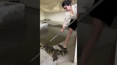 Chinese Girl Battles Alligator