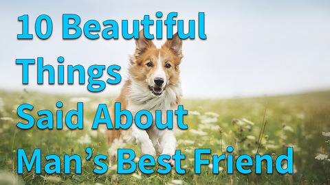 10 Beautiful Things Said About Man's Best Friend