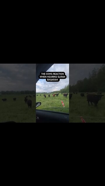 Cows REACT To Quran
