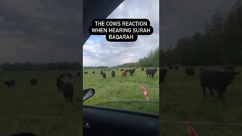 Cows REACT To Quran