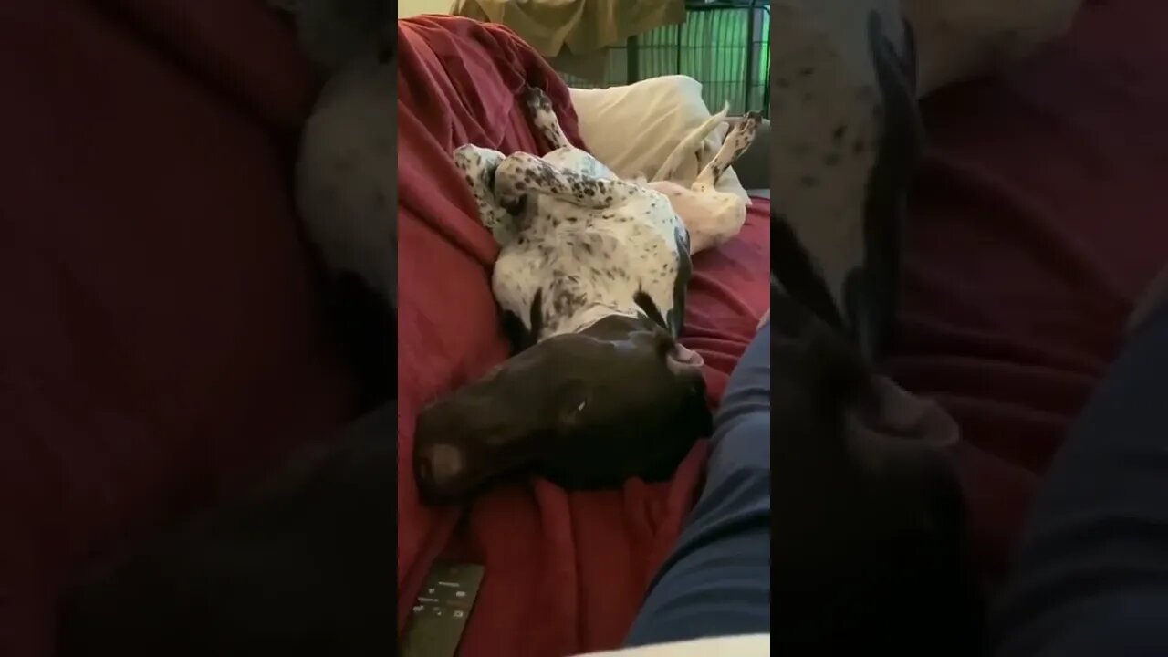 Sleep Barking.... and growling of course.