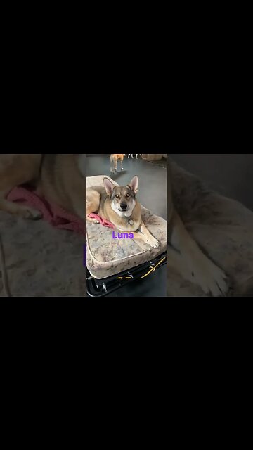 [Shorts 0059] LUNA [#dogs #doggos #doggies #puppies #dogdaycare]