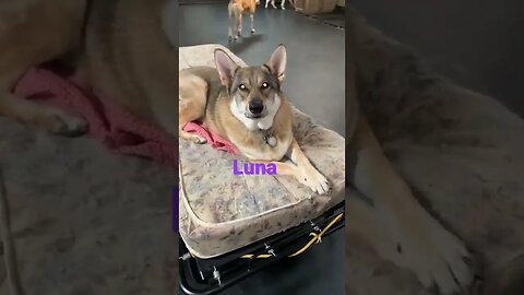 [Shorts 0059] LUNA [#dogs #doggos #doggies #puppies #dogdaycare]