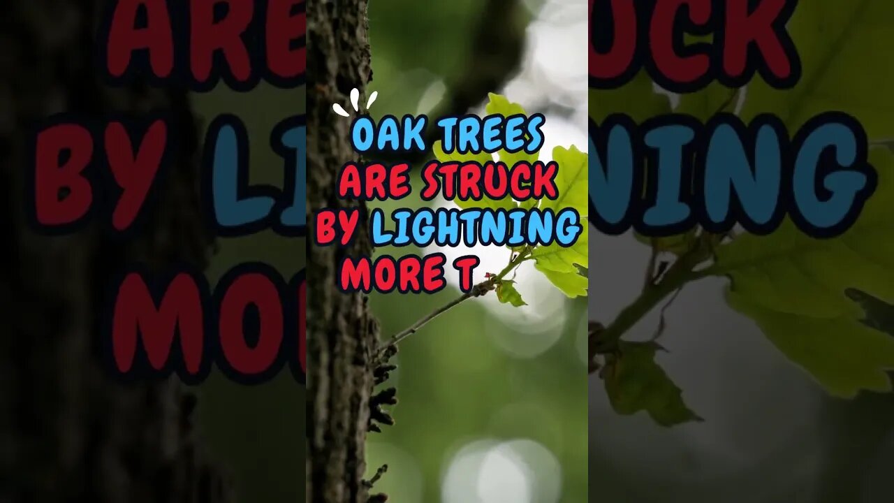 ⛈️⚡Discover Fascinating Nature Facts👀 #shorts #shortsfact #naturefacts #lightning #oaktree #oaktrees