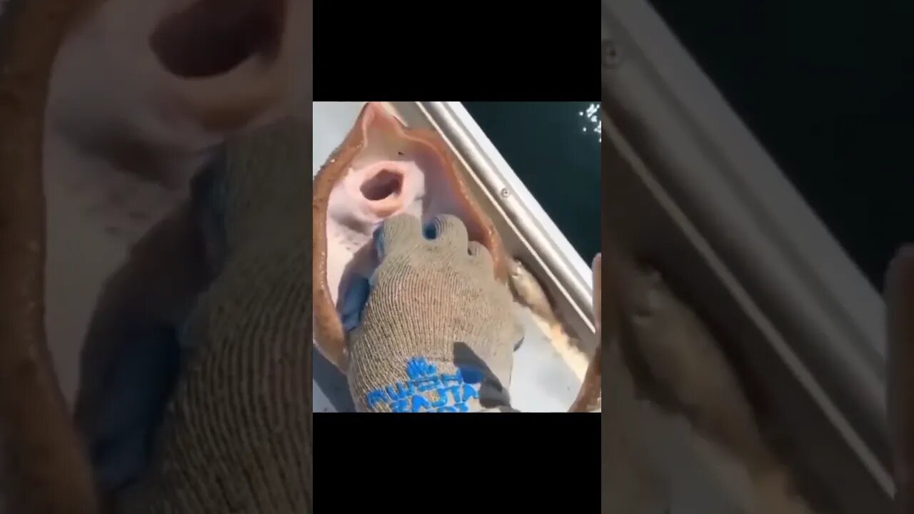 Guy tickles a stingray #nonsense #zoobox #funny #goofy #stingray