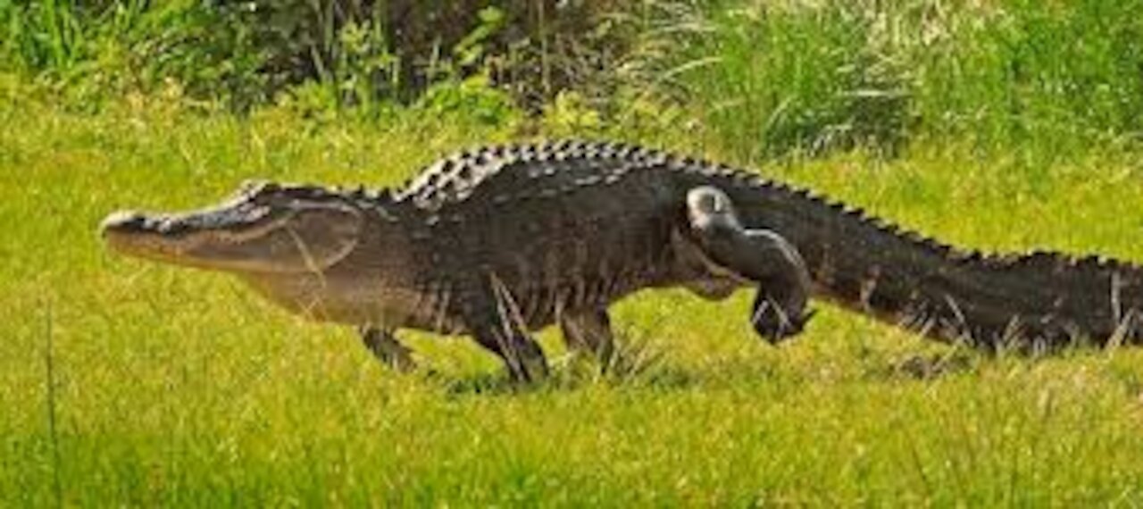 How fast is an American Alligator?