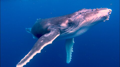 Incredible close up footage of baby humpback whale and his mother