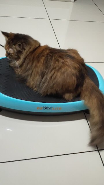 Silly Kitty Really Wants To Tone Her Body