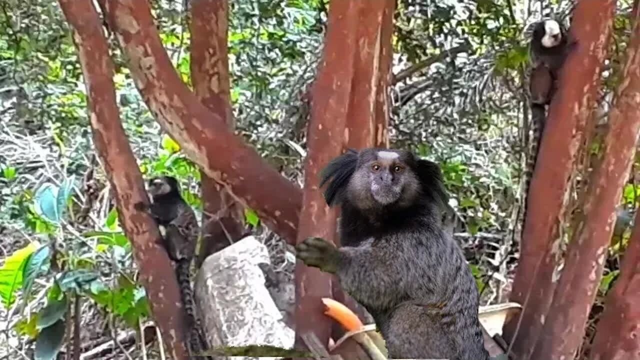 macacos da raça saguis comendo banana