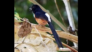 White-rumped Shama bird calling video