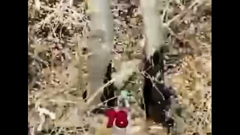 Footage of Ukrainian Drone scanning over 130 dead bodies in a empty field shows how Russias weakness