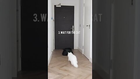 CAT VIDEO