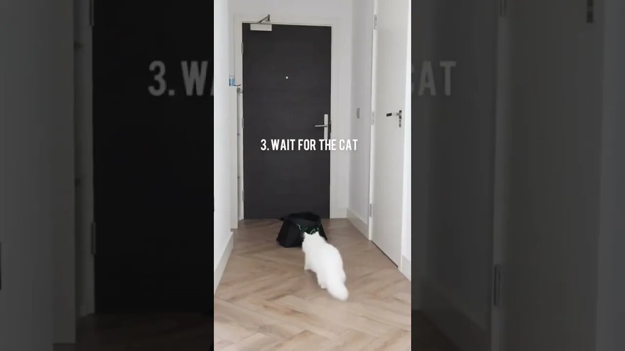 CAT VIDEO