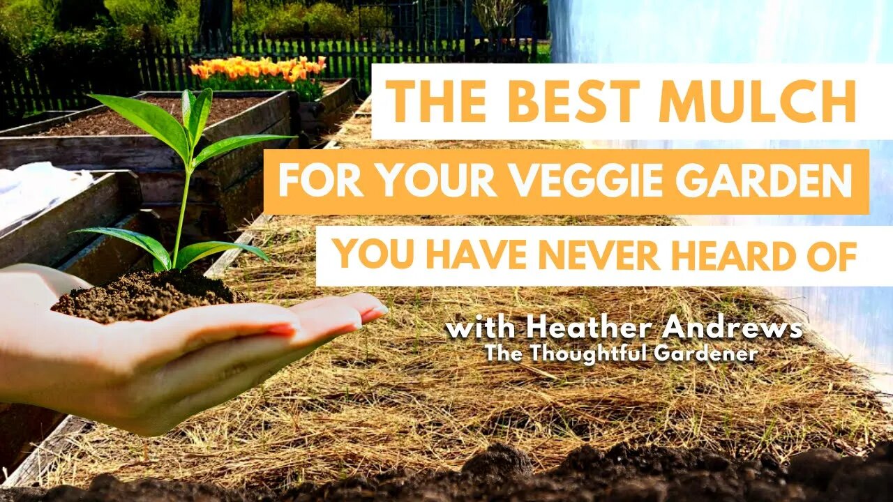 The BEST MULCH for your Veggie Garden You Have NEVER Heard Of