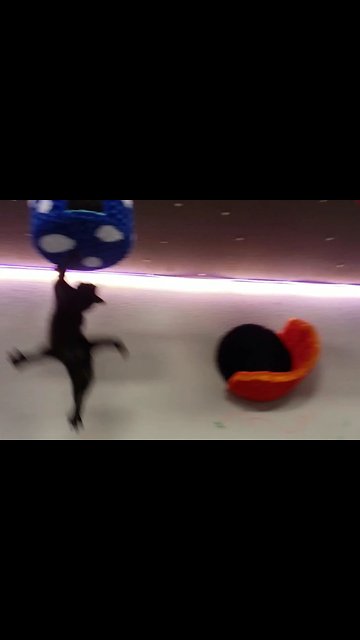 Raven the @PurrkourQueen and @DorianTheGreytWhite