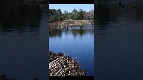 Do You Like Crown Land Adventures? #shorts #shortsvideo #hiking