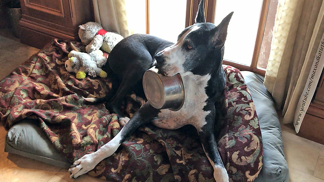 Funny Great Dane Carries Dinner Bowl to the Kitchen