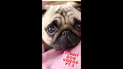 FUNNY DOG VIDEOS PART 2 !!!!!