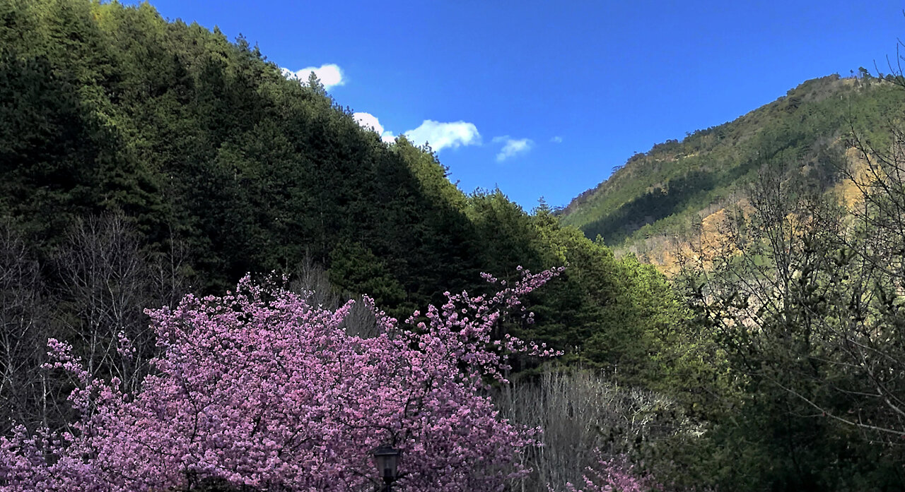 21_0223和平 武陵農場