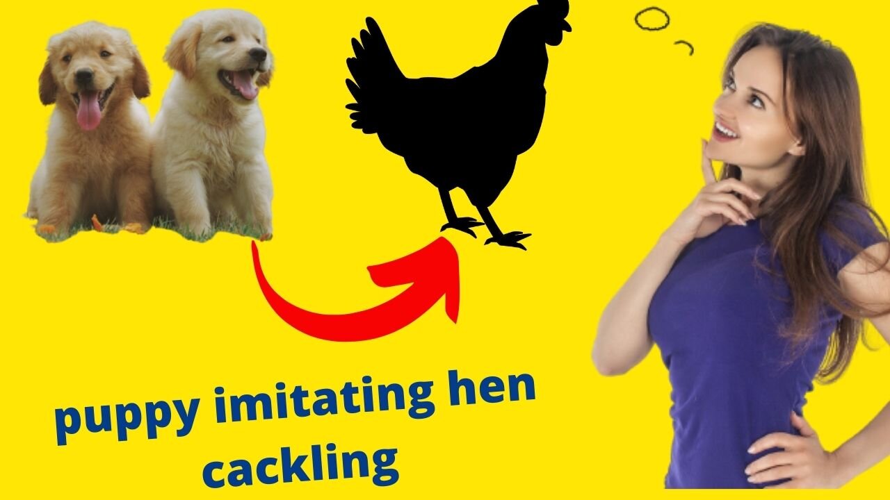 puppy imitating hen cackling